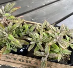 mamimumama様 リクエスト 2点 まとめ商品