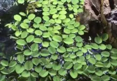 水草 浮草 サンショウモ