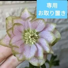 専用のサムネイル