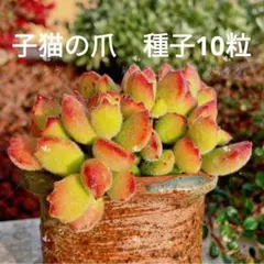 warabi様 リクエスト 3点 まとめ商品