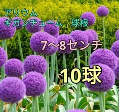 2025年最新】ギガンチューム 球根の人気アイテム - メルカリ