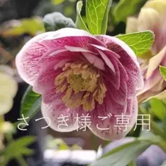さつき様ご専用ページ