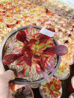 yu-Ko jukito様 リクエスト 2点 まとめ商品