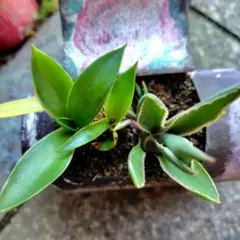 tenten様 リクエスト 2点 まとめ商品