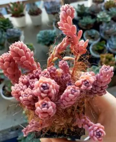 2025年最新】ぼのぼのさん苗の人気アイテム - メルカリ