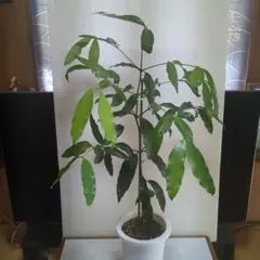 2025年最新】アチャチャイルの人気アイテム - メルカリ