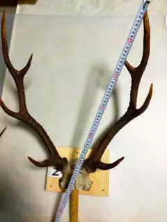 2025年最新】鹿の角頭蓋骨付きの人気アイテム - メルカリ