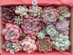 【161】多肉植物 カット苗 詰め合わせ 寄せ植えセット