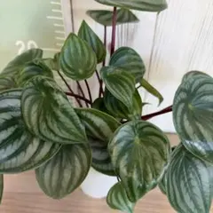 №22 ペペロミア スイカペペ サンデルシー 4号プラ鉢 観葉植物 鉢ごと