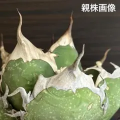 2026年最新】オアハカ 子株の人気アイテム - メルカリ