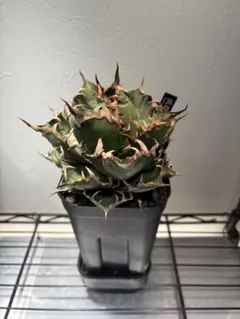 2025年最新】品種名：シーザー アガベの人気アイテム - メルカリ