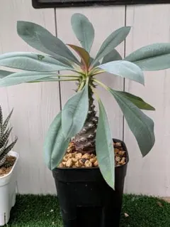 2025年最新】パキポディオイデスの人気アイテム - メルカリ