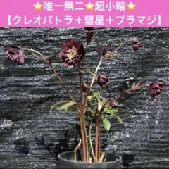 広瀬園芸✨ダークパープル✨ダブル♥クリスマスローズ✨剣弁✨来季用✨ 広瀬園芸✨ダークパープル✨ダブル♥クリスマスローズ✨剣弁✨来季用