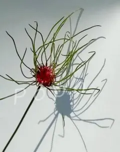 ぽんぽ様ご依頼品アリウムメデューサズヘアー苗 - メルカリ