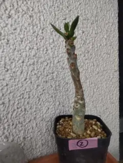 チレコドン パニクラータス② パニクラタス 阿房宮 冬型塊根植物のサムネイル