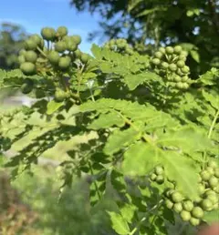 実山椒 山椒の実 枝付き 新鮮のサムネイル