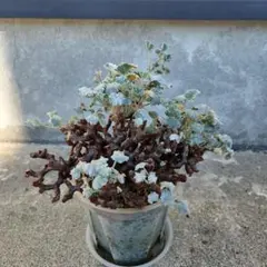 ペラルゴニウム ミラビレ 多肉植物 塊根植物のサムネイル