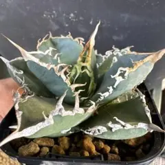 2026年最新】アガベコブラの人気アイテム - メルカリ