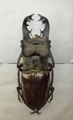 2025年最新】ミヤマクワガタ 標本の人気アイテム - メルカリ