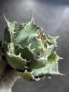 2026年最新】アガベ 白鯨 ボールの人気アイテム - メルカリ