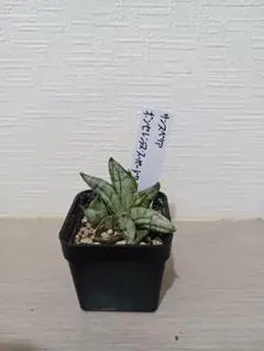 2025年最新】サンスベリアの人気アイテム - メルカリ