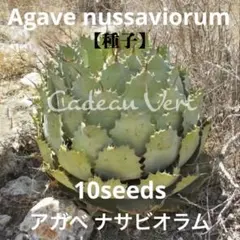 2026年最新】Nussaviorumの人気アイテム - メルカリ
