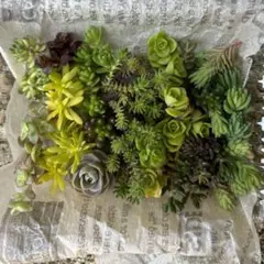 今日の多肉弁当　4/17