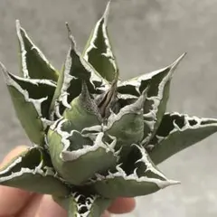 アガベ　チタノタ　海王　大株　鉢付き　美株　厳選　ワイルド アガベ チタノタ 海王 大株 鉢付き 美株 厳選 ワイルド