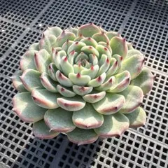 ハナ様 リクエスト 2点 まとめ商品