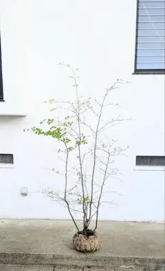 2025年最新】山採りの人気アイテム - メルカリ