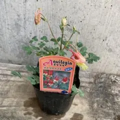 tayumaru様 リクエスト 2点 まとめ商品