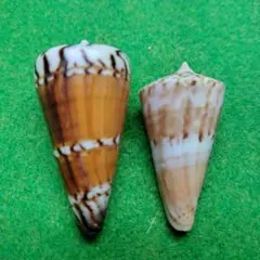 インドハデミナシ97ミリ 貝殻 キズあり ［ 置物にはOK」 - メルカリ