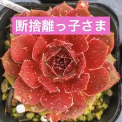 断捨離っ子様 リクエスト 4点 まとめ商品