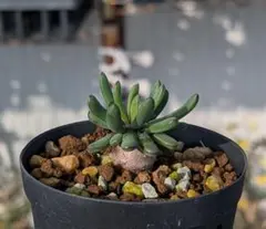 さといも様 リクエスト 2点 まとめ商品