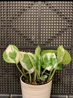 2026年最新】ポトスエンジョイの人気アイテム - メルカリ