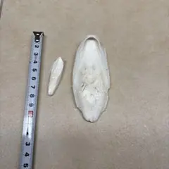 カトルボーン 2個セット 鳥用 カルシウム補給のサムネイル