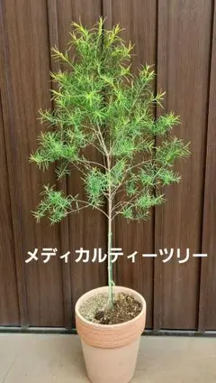 ボリューム満点！ アデナンサス （ベイビー）ウーリーブッシュ