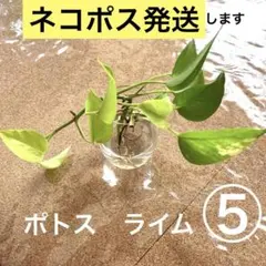 2026年最新】ポトスライムの人気アイテム - メルカリ