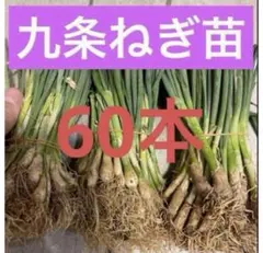 京都府産 九条ネギ 苗 60本 無農薬 - メルカリ