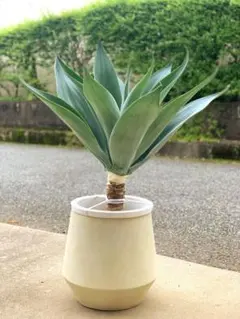 希少❗️ アガベ　ファンタスティックブルー アテナータ　ボーチンブルー　観葉植物 希少❗️ アガベ ファンタスティックブルー アテナータ ボーチンブルー
