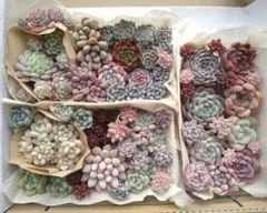 多肉植物カット苗抜き苗詰め合わせセットA