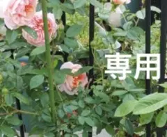 みかん様専用ページ