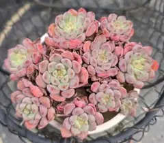 2025年最新】キュートバブル 多肉の人気アイテム - メルカリ