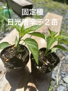 キャロライナリーパー ポット苗 3本栽培期間中農薬不使用 - メルカリ