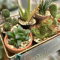 ハオルチア サボテン等のサムネイル