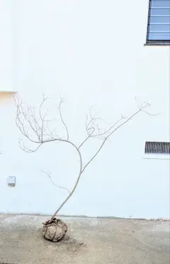 2025年最新】ドウダンツツジ 山採りの人気アイテム - メルカリ