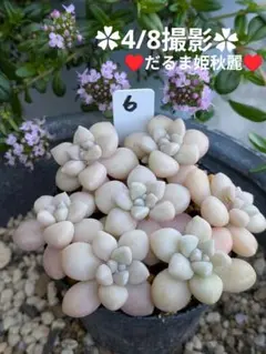 6♥だるま姫秋麗♥　カット苗　多肉植物