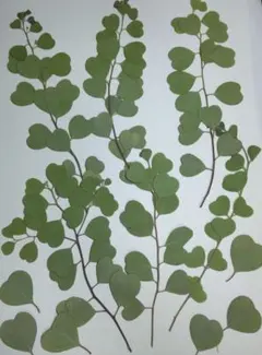 ✤Blue daisy✤様 リクエスト 3点 まとめ商品