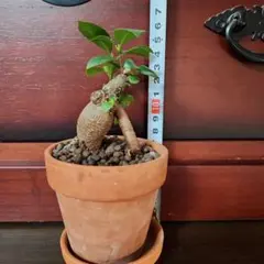 0428様 リクエスト 2点 まとめ商品