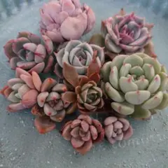 ベッカメ様 リクエスト 2点 まとめ商品